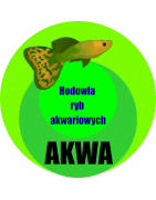 Tropikalne ryby słodkowodne z hodowli 'AKWA' z Olsztyna.